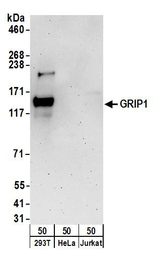 GRIP1 Antibody in Western Blot (WB)