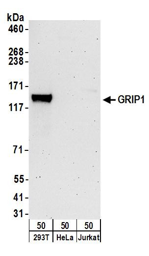 GRIP1 Antibody in Western Blot (WB)