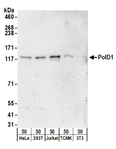 PolD1 Antibody in Western Blot (WB)