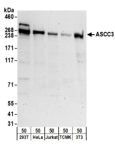 ASCC3 Antibody in Western Blot (WB)