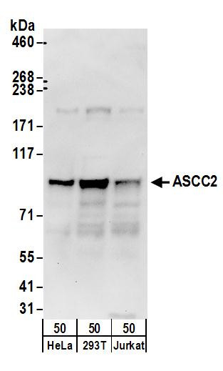 ASCC2 Antibody in Western Blot (WB)