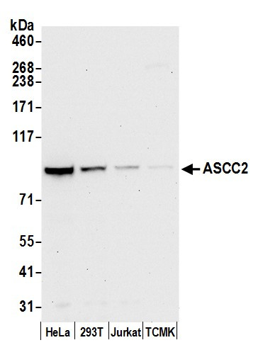 ASCC2 Antibody in Western Blot (WB)