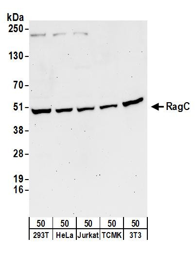 RRAGC/RagC Antibody in Western Blot (WB)