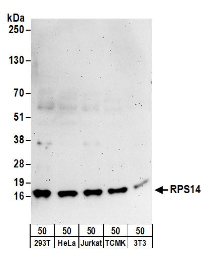 RPS14 Antibody in Western Blot (WB)