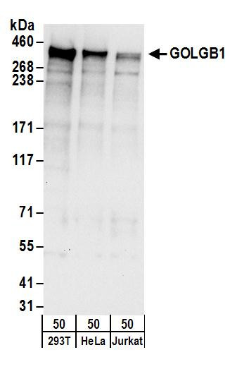 GOLGB1 Antibody in Western Blot (WB)
