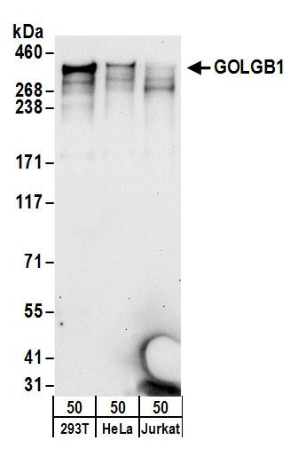 GOLGB1 Antibody in Western Blot (WB)