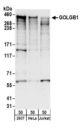 GOLGB1 Antibody in Western Blot (WB)