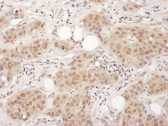 EDF-1 Antibody in Immunohistochemistry (Paraffin) (IHC (P))
