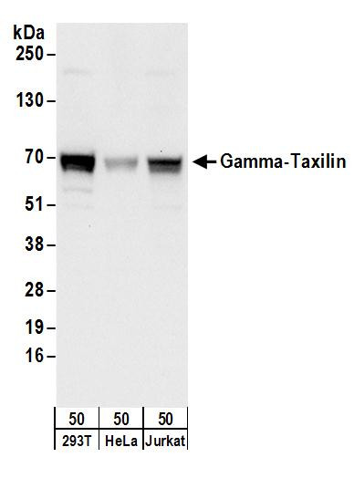 Gamma-Taxilin Antibody in Western Blot (WB)