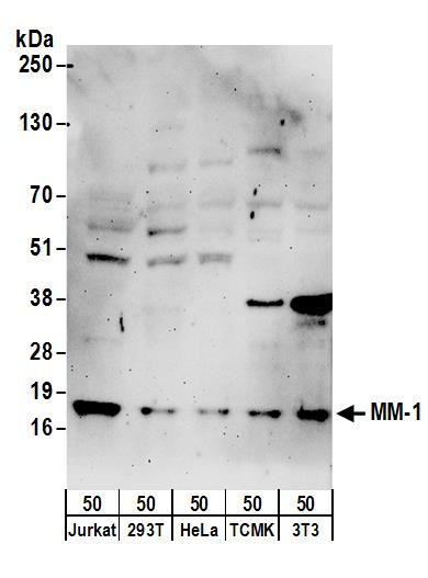 MM-1 Antibody in Western Blot (WB)
