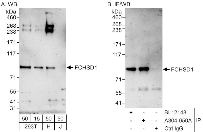 FCHSD1 Antibody in Western Blot (WB)