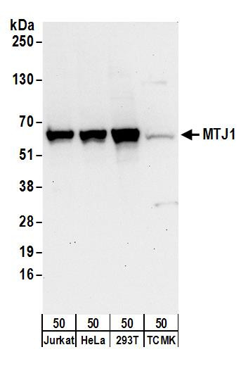 MTJ1 Antibody in Western Blot (WB)