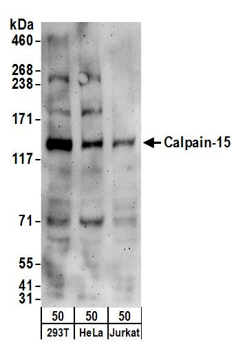 Calpain-15 Antibody in Western Blot (WB)