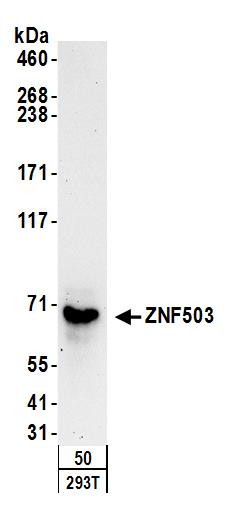ZNF503 Antibody in Western Blot (WB)