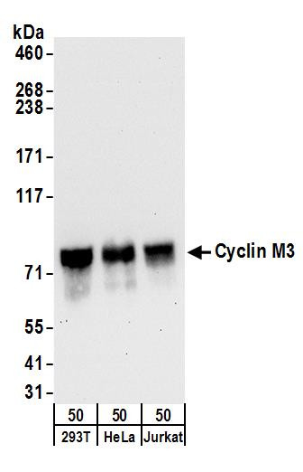 Cyclin M3 Antibody in Western Blot (WB)