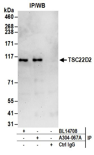 TSC22D2 Antibody in Immunoprecipitation (IP)