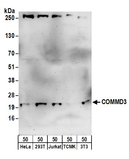 COMMD3 Antibody in Western Blot (WB)