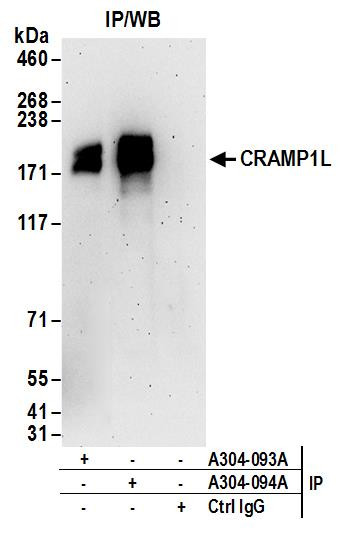 CRAMP1L Antibody in Immunoprecipitation (IP)