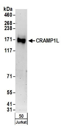 CRAMP1L Antibody in Western Blot (WB)