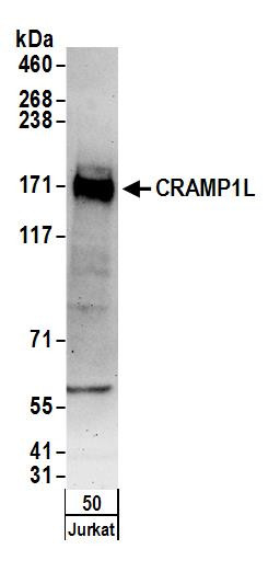 CRAMP1L Antibody in Western Blot (WB)