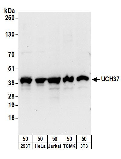 UCH37 Antibody in Western Blot (WB)