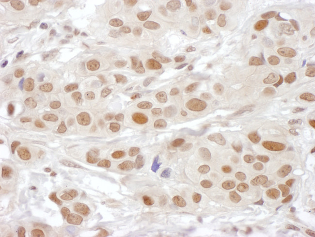 PSF3 Antibody in Immunohistochemistry (Paraffin) (IHC (P))