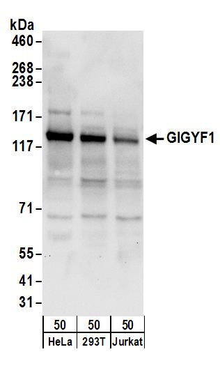 GIGYF1 Antibody in Western Blot (WB)