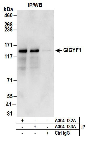 GIGYF1 Antibody in Immunoprecipitation (IP)