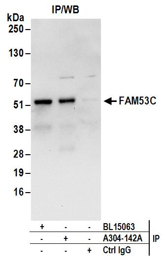 FAM53C Antibody in Immunoprecipitation (IP)