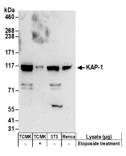 KAP-1 Antibody in Western Blot (WB)