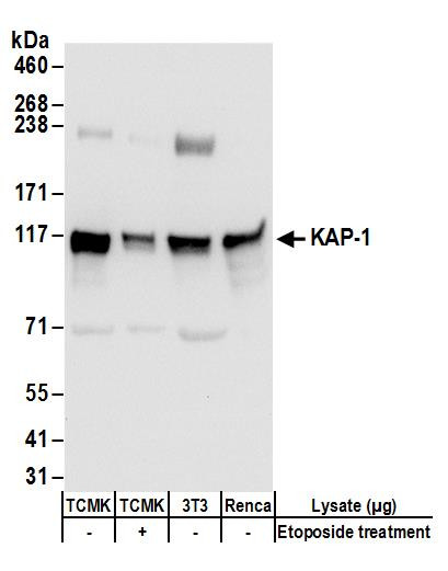 KAP-1 Antibody in Western Blot (WB)