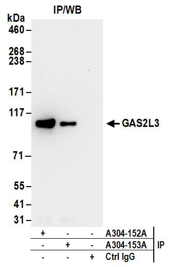 GAS2L3 Antibody in Immunoprecipitation (IP)