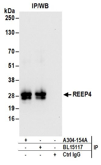 REEP4 Antibody in Immunoprecipitation (IP)