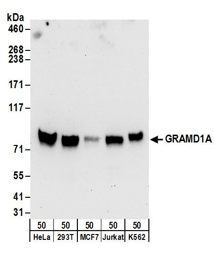 GRAMD1A Antibody in Western Blot (WB)