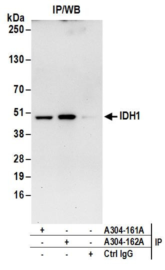 IDH1 Antibody in Immunoprecipitation (IP)