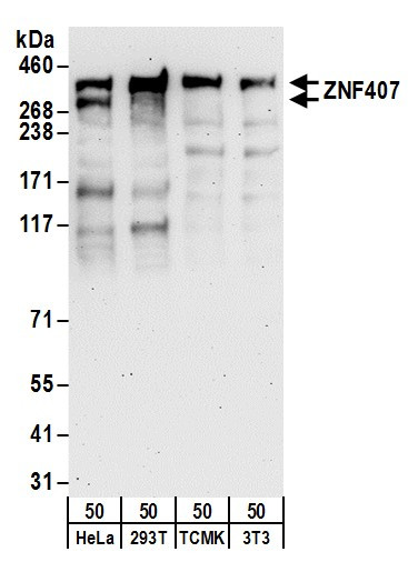 ZNF407 Antibody in Western Blot (WB)