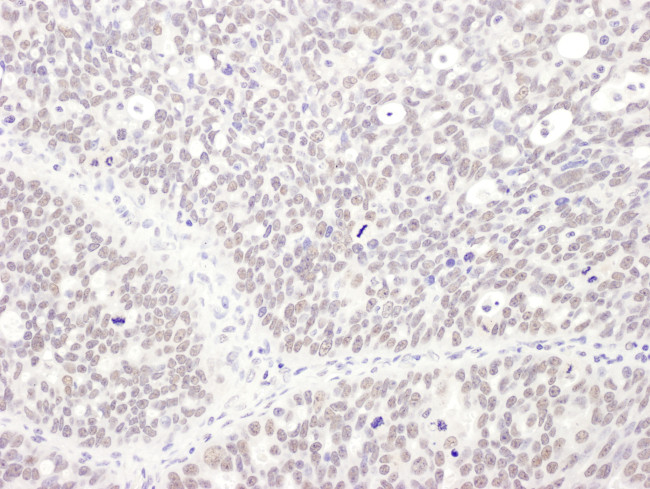 MEPCE Antibody in Immunohistochemistry (Paraffin) (IHC (P))