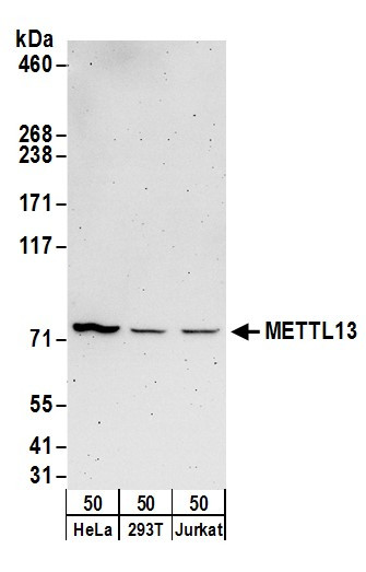 METTL13 Antibody in Western Blot (WB)
