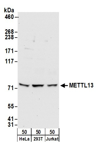 METTL13 Antibody in Western Blot (WB)
