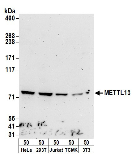 METTL13 Antibody in Western Blot (WB)