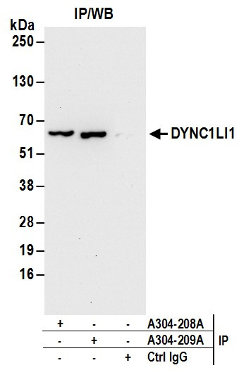 DYNC1LI1 Antibody in Immunoprecipitation (IP)