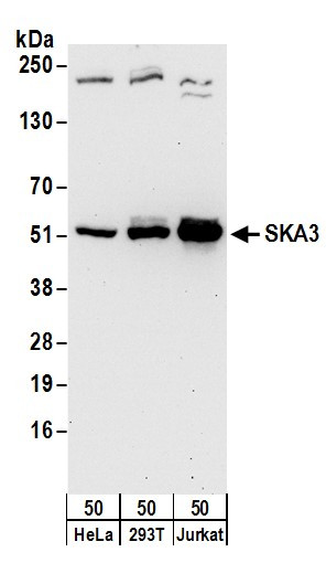 SKA3 Antibody in Western Blot (WB)