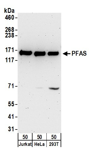 PFAS Antibody in Western Blot (WB)