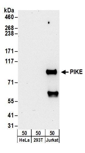 PIKE Antibody in Western Blot (WB)