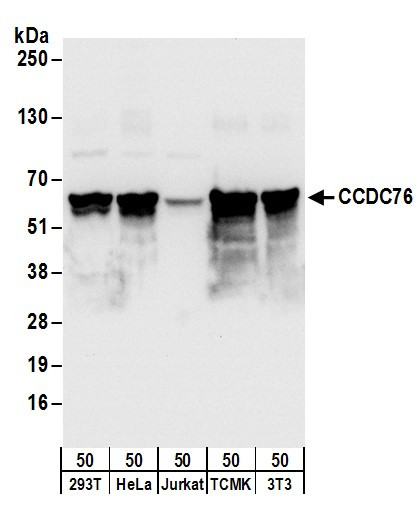 CCDC76 Antibody in Western Blot (WB)