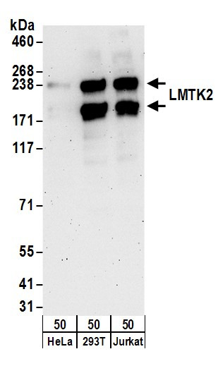 LMTK2 Antibody in Western Blot (WB)