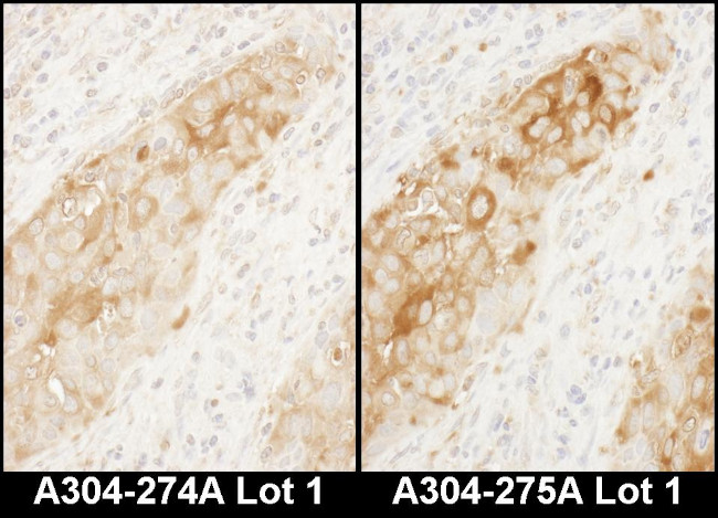 WARS Antibody in Immunohistochemistry (Paraffin) (IHC (P))