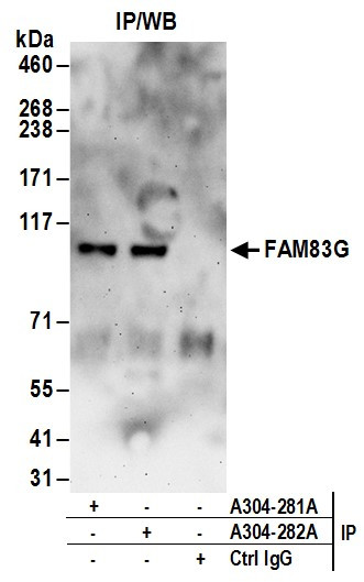 FAM83G Antibody in Immunoprecipitation (IP)