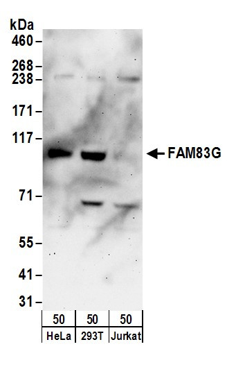 FAM83G Antibody in Western Blot (WB)