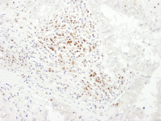 CD3E Antibody in Immunohistochemistry (Paraffin) (IHC (P))